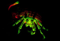   Fluorescent Hermit crab glowing dark using glowdive filters ultraviolet lights possible find capture creatures even cold Norwegian fjords. No photoshop effects. fjords effects  